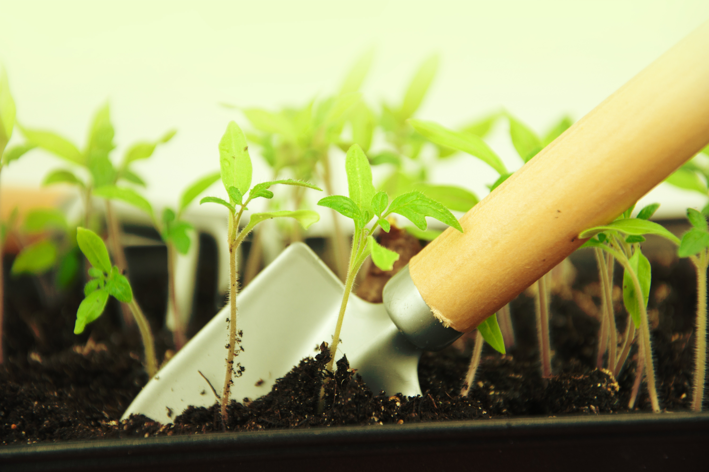planting urban garden bath