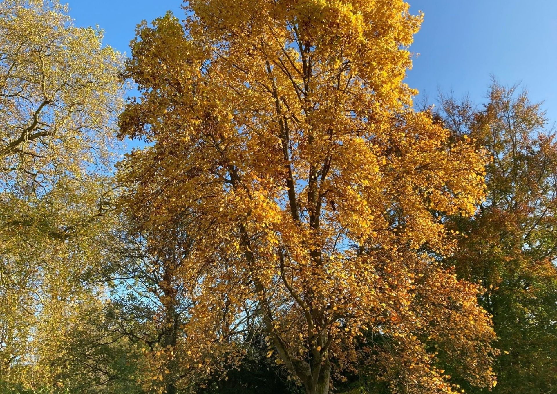 A photograph of a Tulip Tree in Sydney Gardens taken in autumn