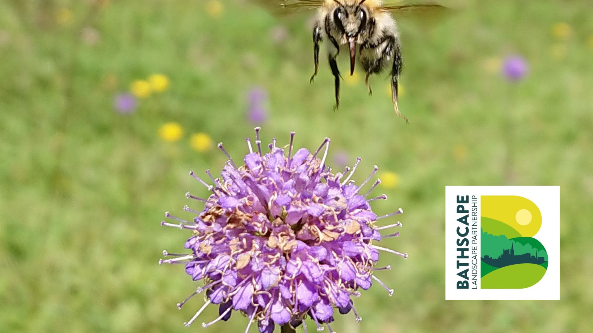 Photo of a bee landing on a flower with the Bathscape logo