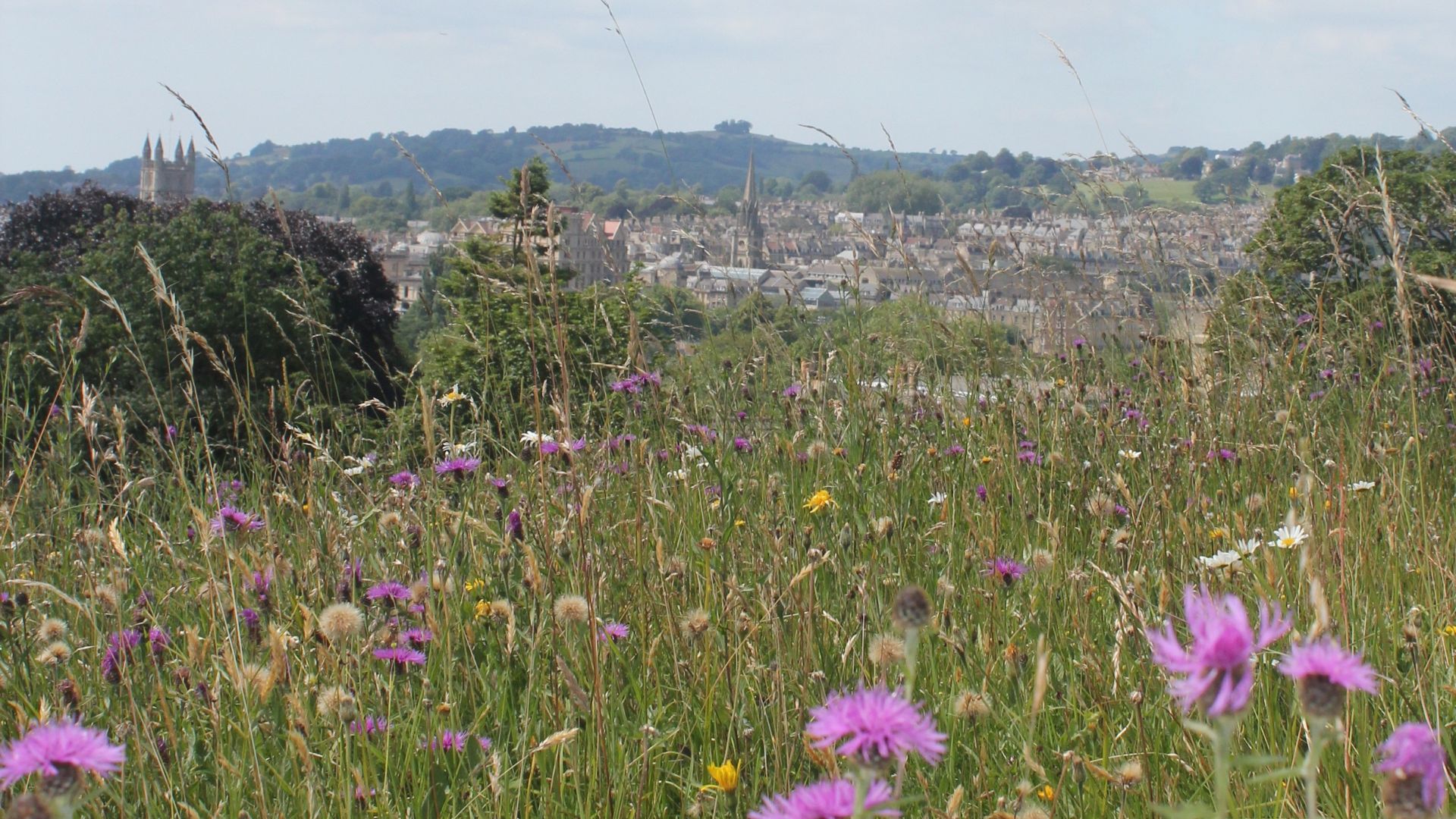 photograph of the Bath skyline and a field of flowers in the foreground