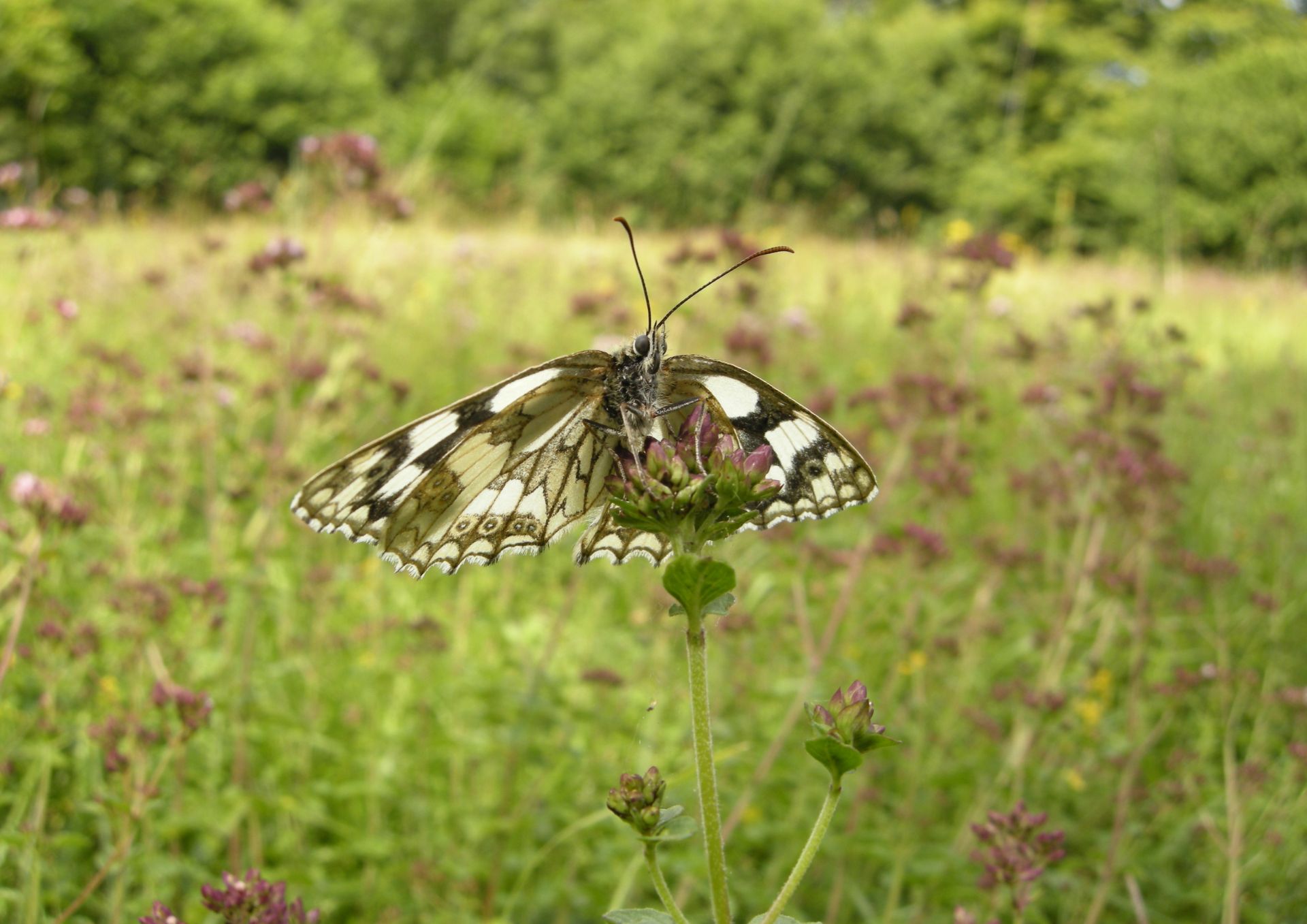 Butterfly on wild meadow