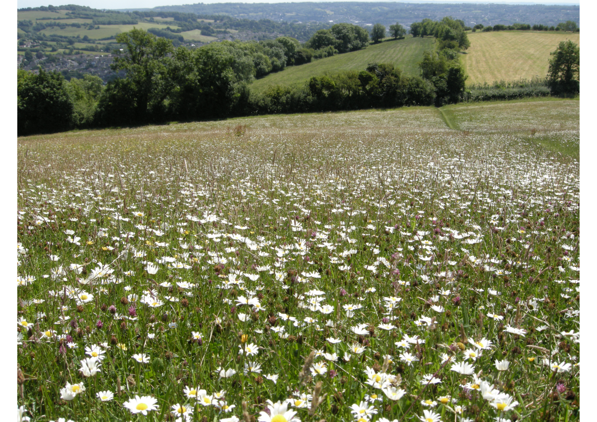 photo of a field filled with yellow and white wildflowers