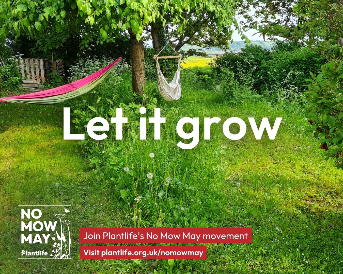 A garden with grass and plants allowed to grow long. There is a hammock on the left hand side.