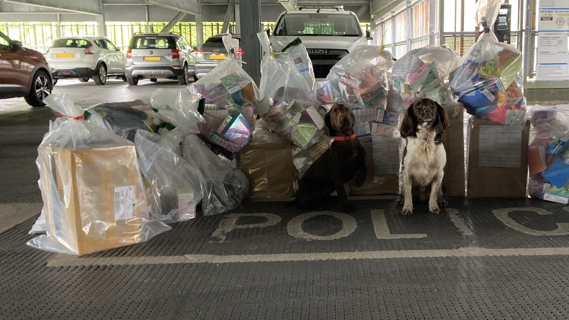 Two dogs sit in front of bags of seized illegal vape equipment on the floor of a car park. Vehicles are in the background.