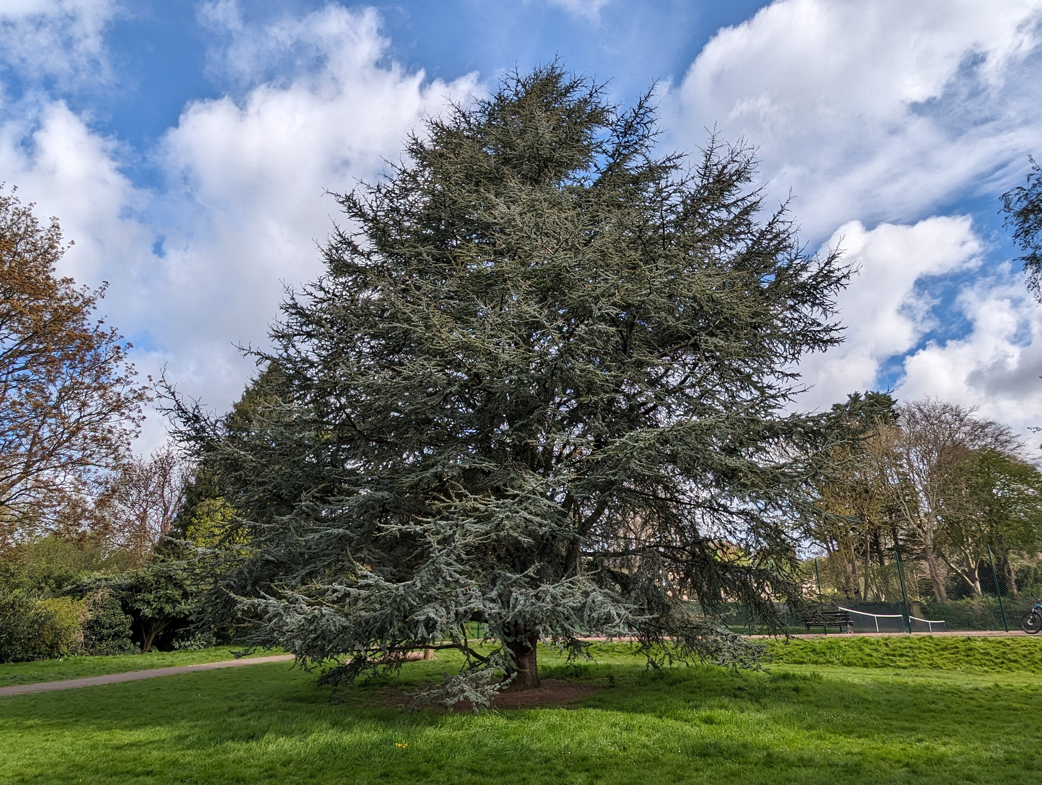 Blue Atlas Cedar at Alice Park in Bath