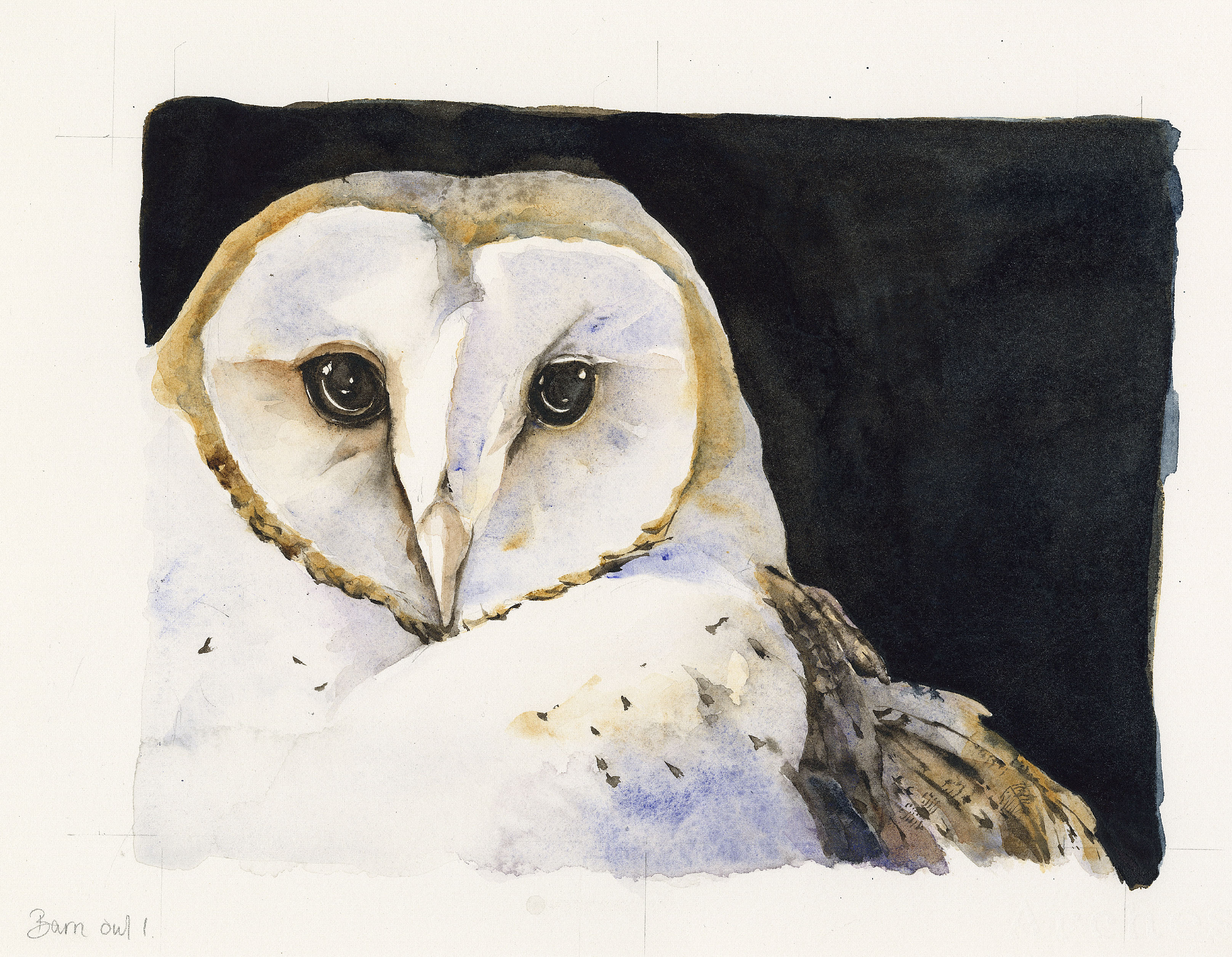 A barn owl