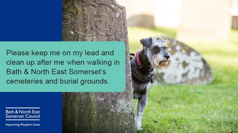 Dog looks from behind a tree in a cemetery
