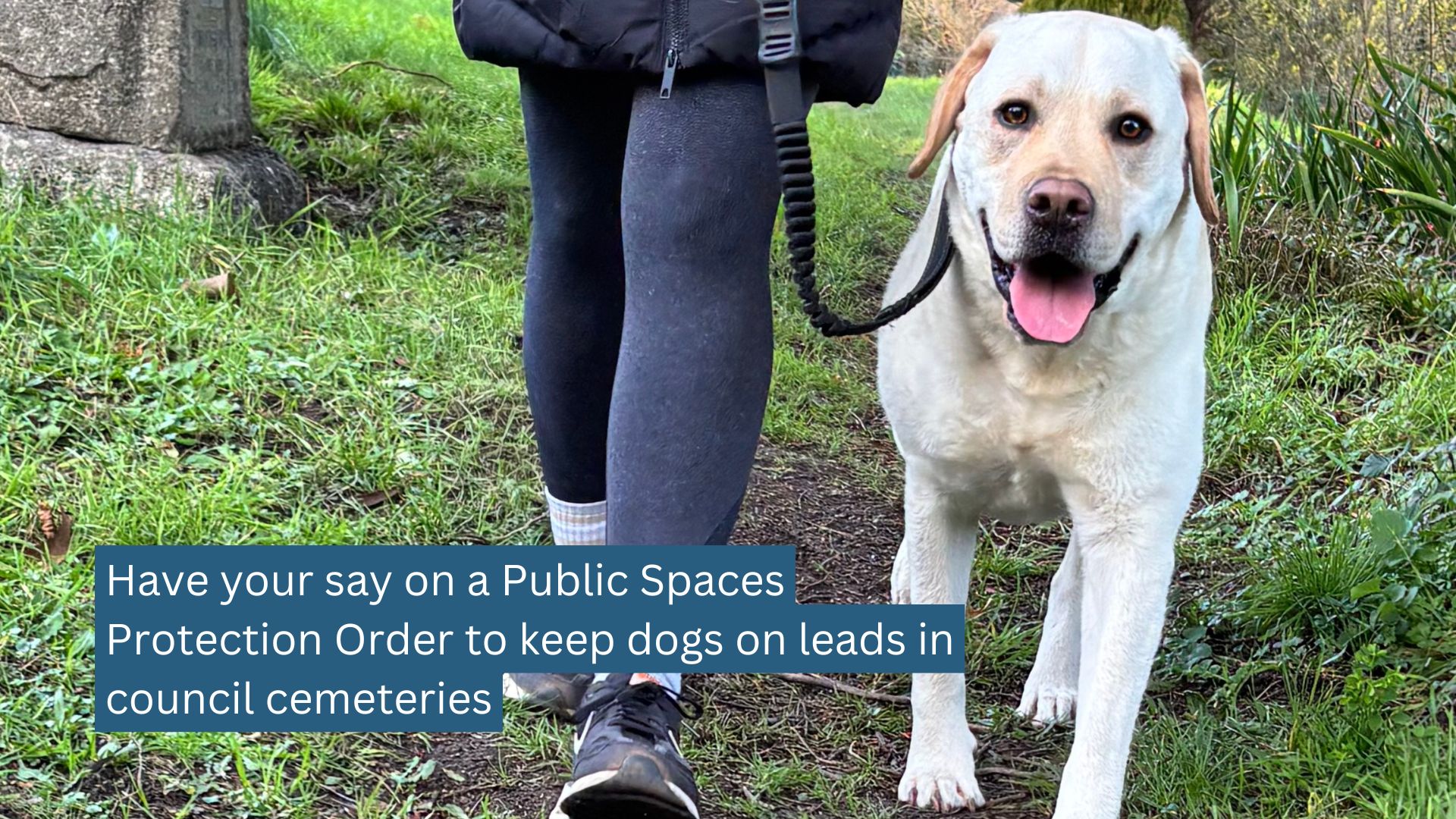 image shows a golden labrador on a lead being walked