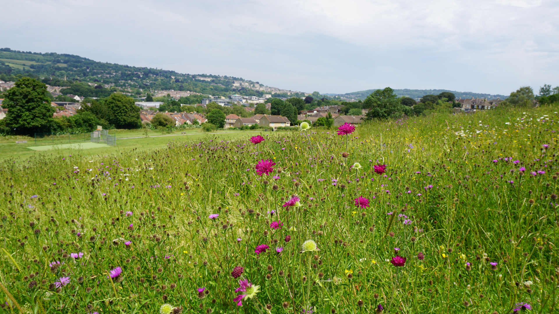 A meadow with flowers