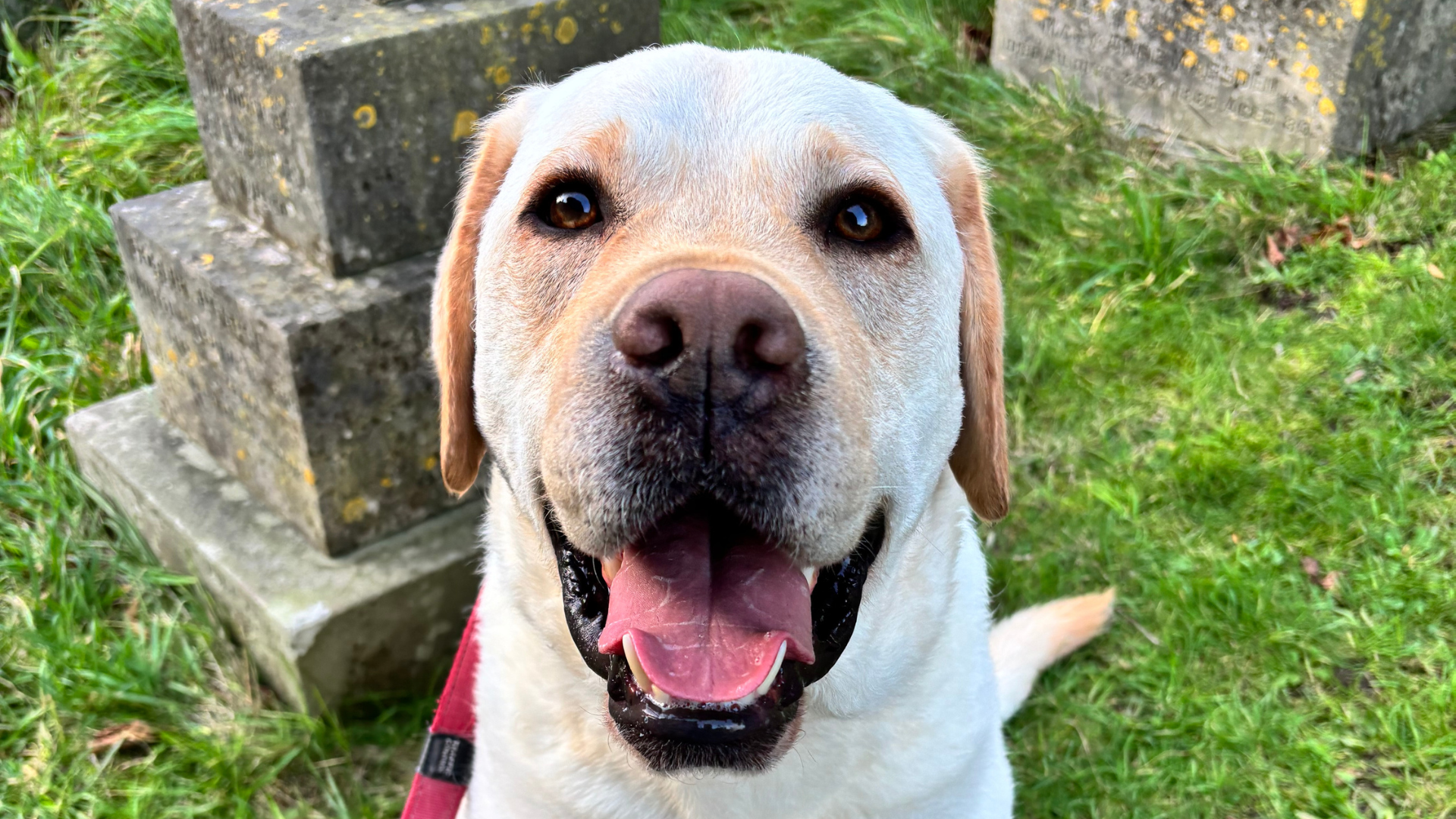 Watson the dog.