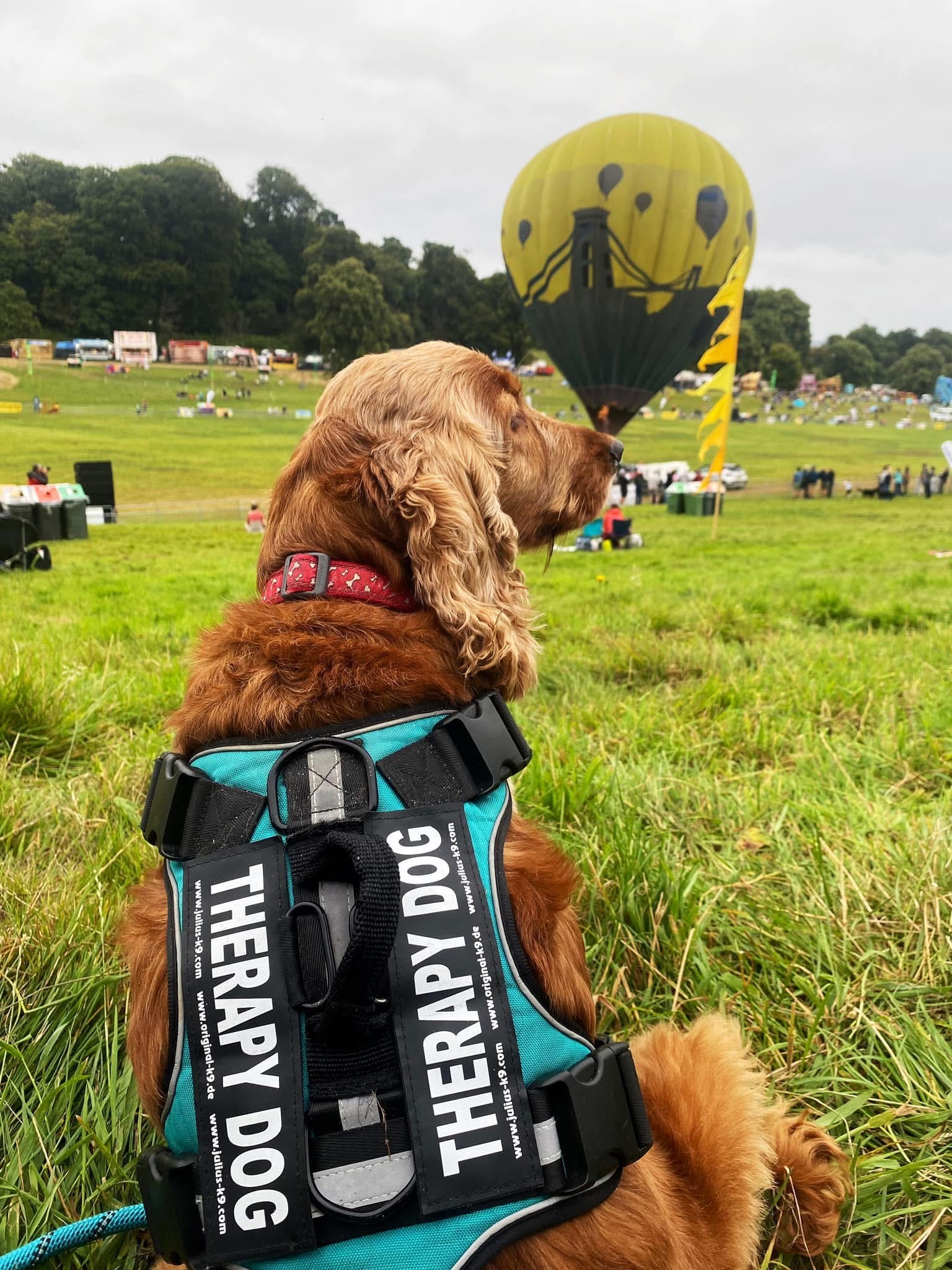 A cocker spaniel sat on duty as a therapy dog with hot air balloons in the distance
